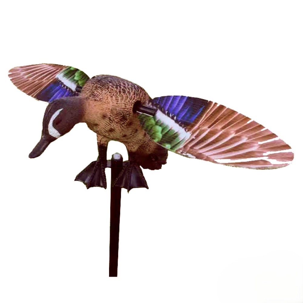 Blue Wing Teal with New Wings